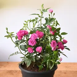 Mini Rose